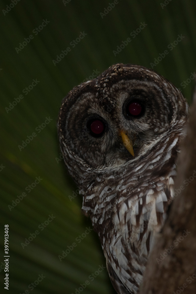 Obraz premium Barred owl on perch