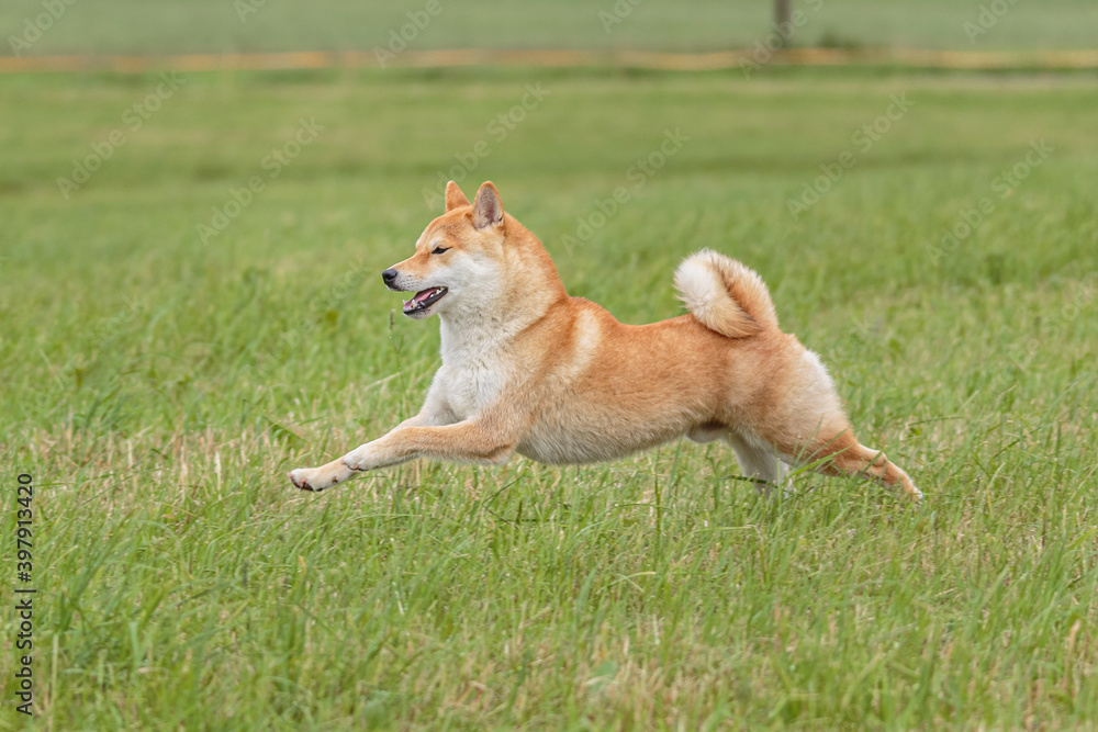 Dog running in the field on lure coursing competition