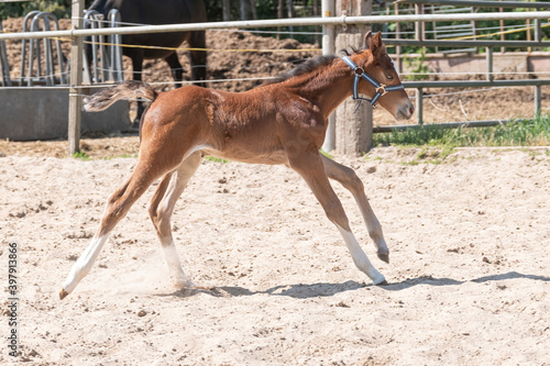A Chestnut , fox-colored young Warmblood foal trots on the sand