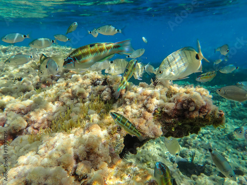 Algerian fish, algeria sea, jijel Algeria, Mediterranean fish, underwater Mediterranean sea © boulham