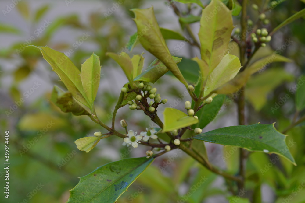 branch of a tree with tiny white flowers
