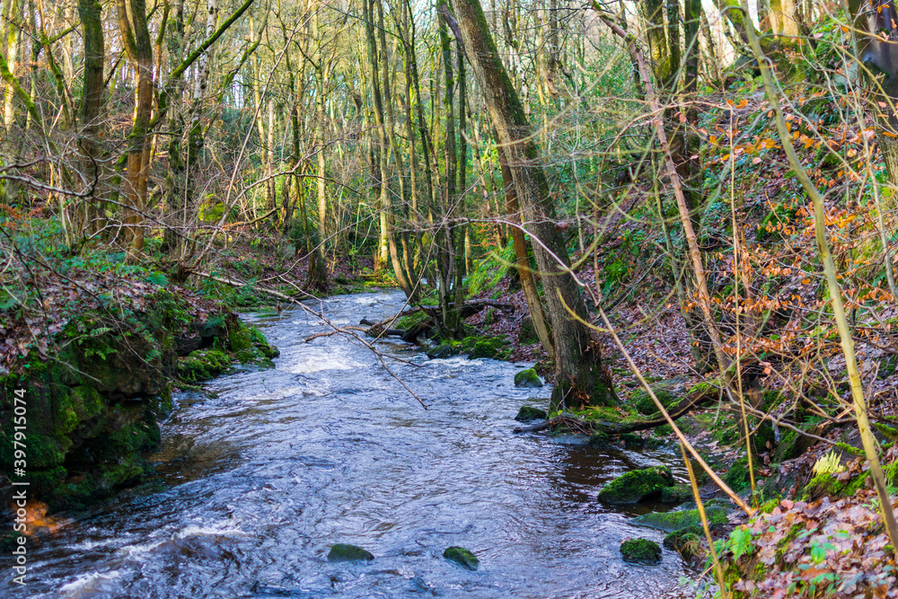 Obraz premium stream in the forest