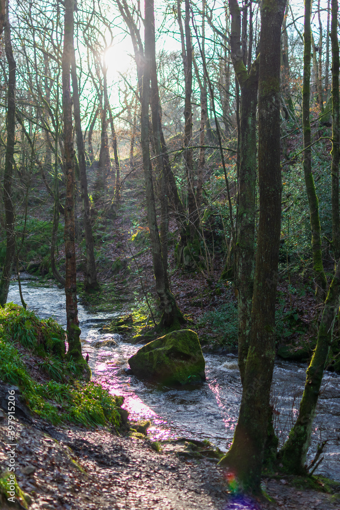 Fototapeta premium river in the woods