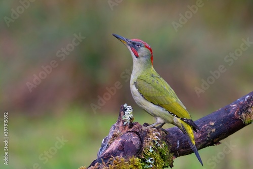 Female european green woodpecker on a branch