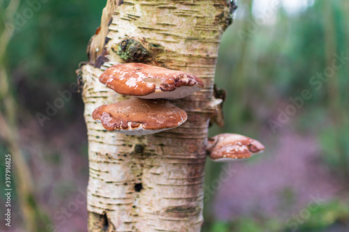 mushrooms in the forest photo