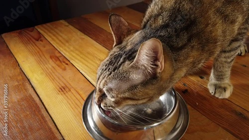 Cat eating tuna in a bowl on wooden background