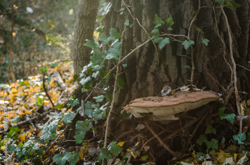 Obraz premium A huge spot on an old poplar tree 