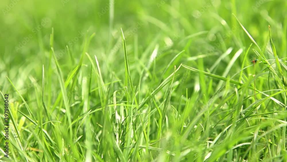 green grass background lawn macro green grass background lawn macro