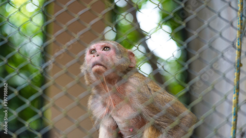 monkey in cage © Davi