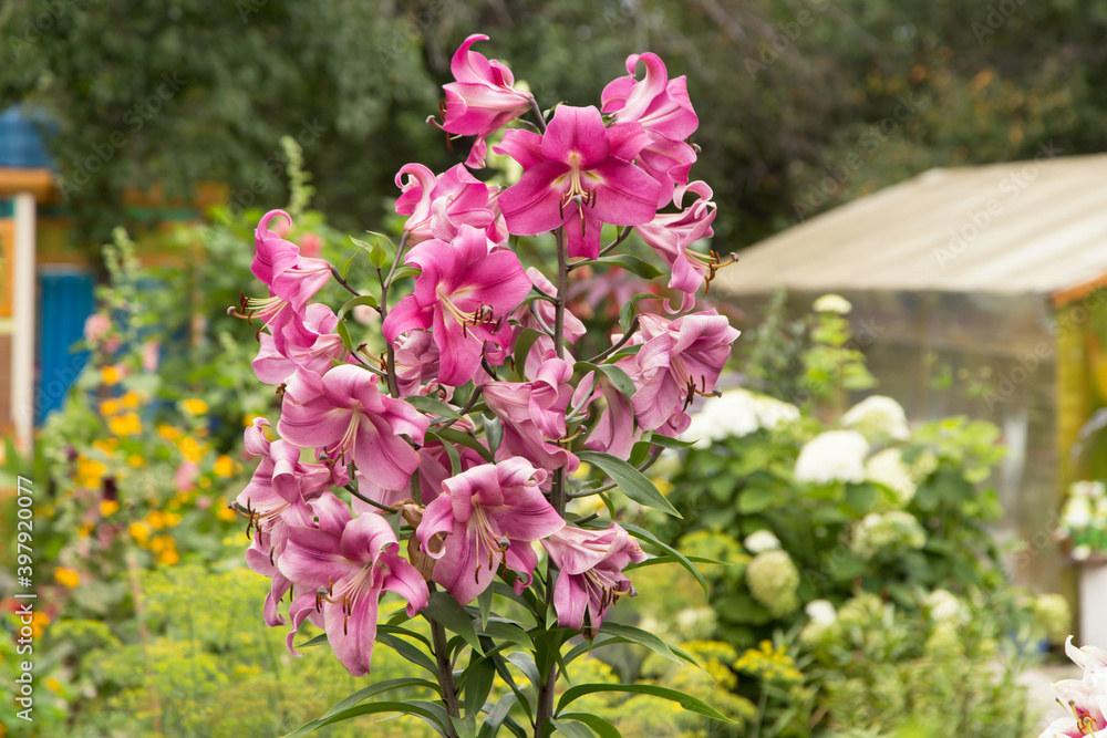 Obraz premium Pink Red Easter Lily flowers in garden. Lilies blooming close up