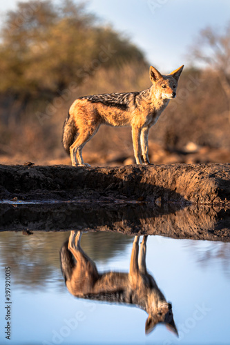 Jackal at waterhole from photo hide photo