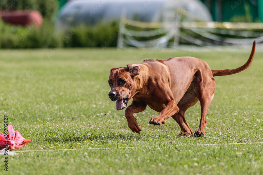 Dog running in the field on lure coursing competition