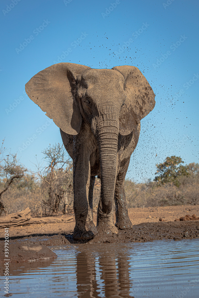 Fototapeta premium Elephant at waterhole
