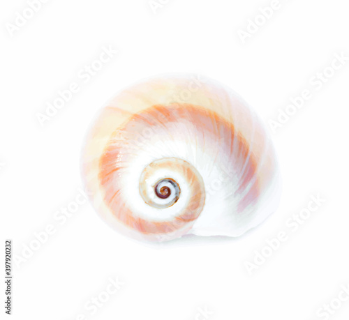 Sea shell art watercolor illustration from the ocean on white background