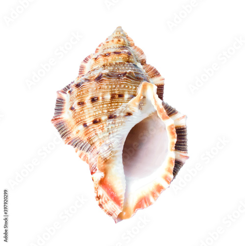 Sea shell art watercolor illustration from the ocean on white background