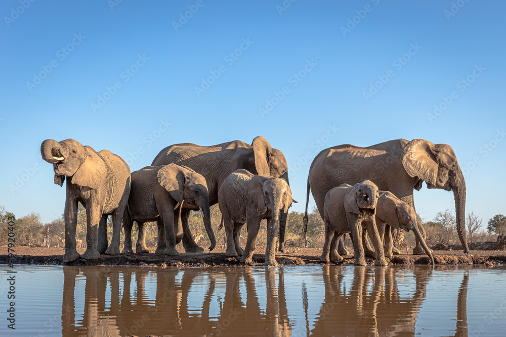 Fototapeta premium Elephants at waterhole