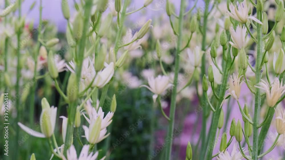 Beautiful white petals of Camassia Leichtlinii Caerulea flower in the garden. Field of white flowers. Beautiful white petals of Camassia Leichtlinii Caerulea flower in the garden. Field of white flowers.