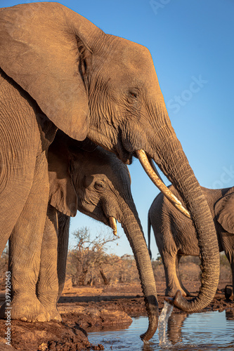 Photography Elephants at waterhole
