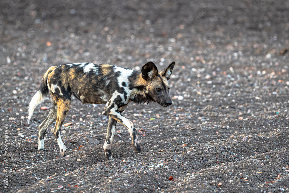 Fototapeta premium African wild dog
