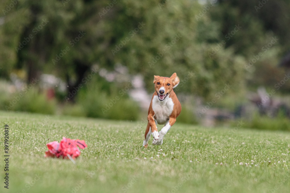Basenji running in the field on lure coursing competition Basenji running in the field on lure coursing competition