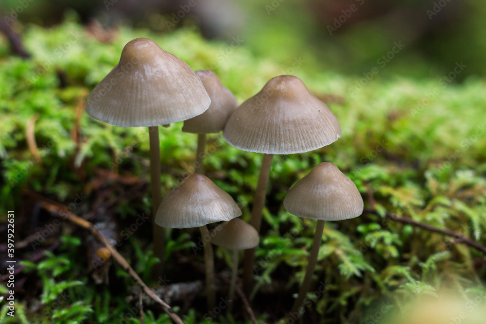 Bonnet mushrooms growing in moss Bonnet mushrooms growing in moss