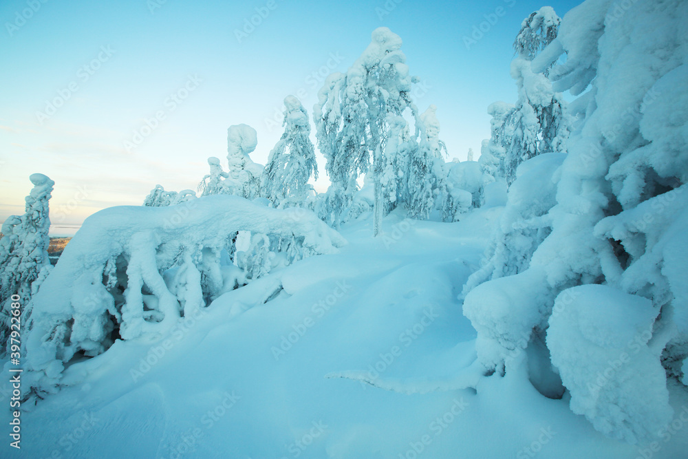 Obraz premium Beautiful forest in snow