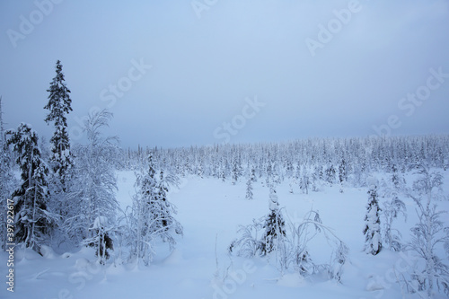 Winter landscape with Trees in snow