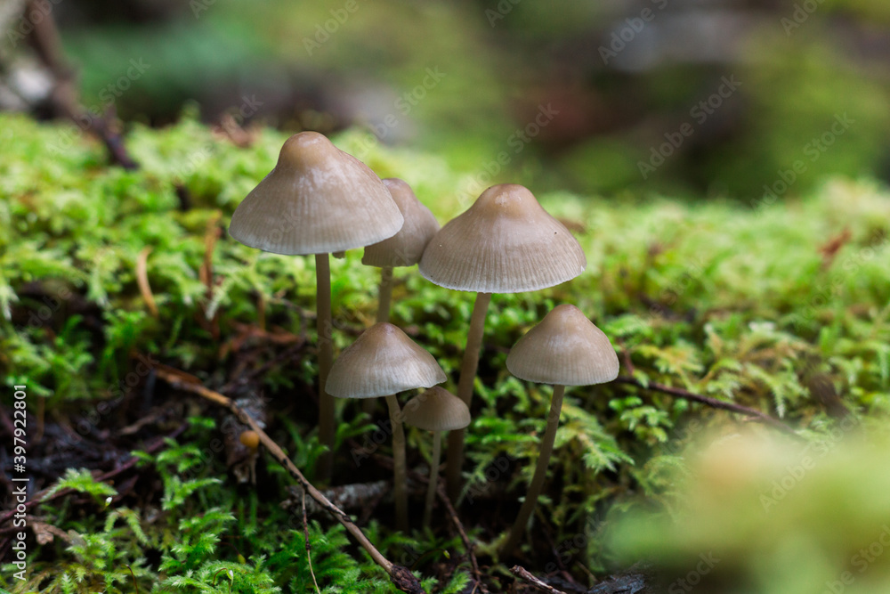 Bonnet mushrooms growing in moss Bonnet mushrooms growing in moss
