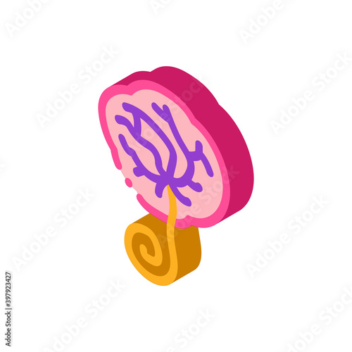 placenta human color icon vector. isometric placenta human sign. color isolated symbol illustration