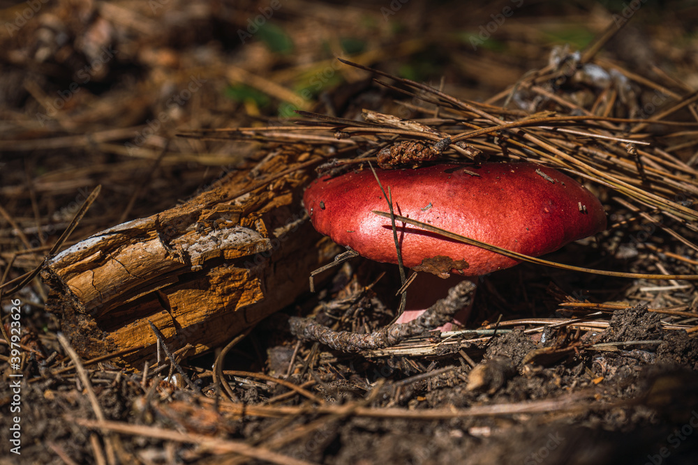Russula torulosa emerging in the undergrowth of a pine forest. Russula torulosa emerging in the undergrowth of a pine forest.