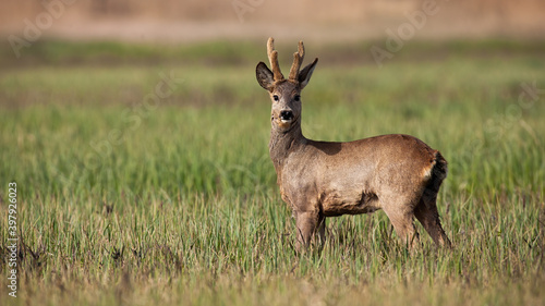 Interested roe deer, capreolus capreolus, buck watching on a meadow with green grass in springtime. Animal wildlife with new antlers covered in velvet standing on a sunlit hay field with copy space.