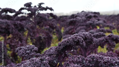 Lilac beautiful fresh kale cabbage grows in the garden photo