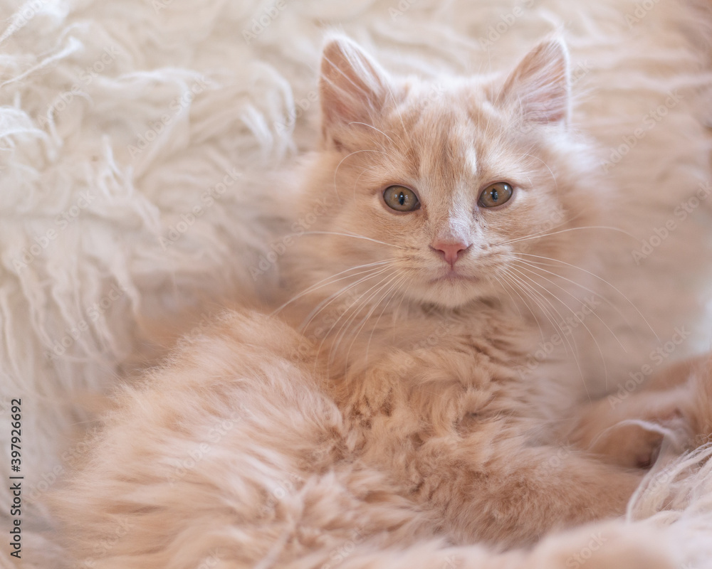 Beautiful soft pink furred kitten on sheepskin Beautiful soft pink furred kitten on sheepskin