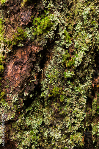 Rough moss on bark texture