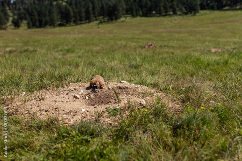 Fototapeta Naklejka Na Ścianę i Meble -  Close up of prairie dog in wavy landscape of Wind caves national park in america