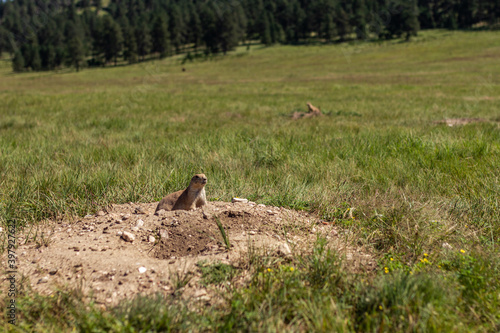 Close up of prairie dog in wavy landscape of Wind caves national park in america