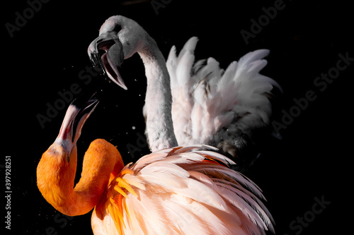 Fototapeta Naklejka Na Ścianę i Meble -  close up of a pink flamingo