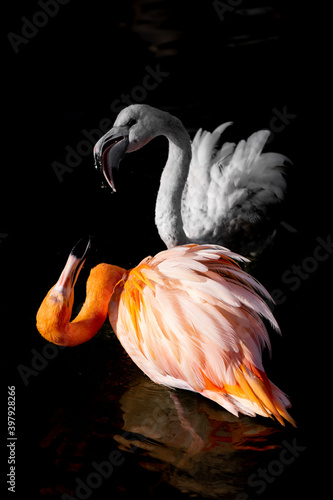 Fototapeta Naklejka Na Ścianę i Meble -  flamingo in the water