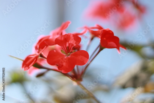 Fototapeta Naklejka Na Ścianę i Meble -  赤い花
