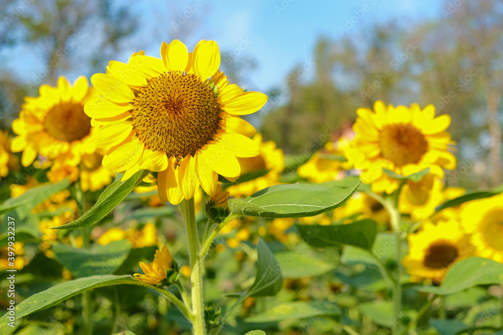 Close up beautiful sunflower blooming in natural garden Close up beautiful sunflower blooming in natural garden