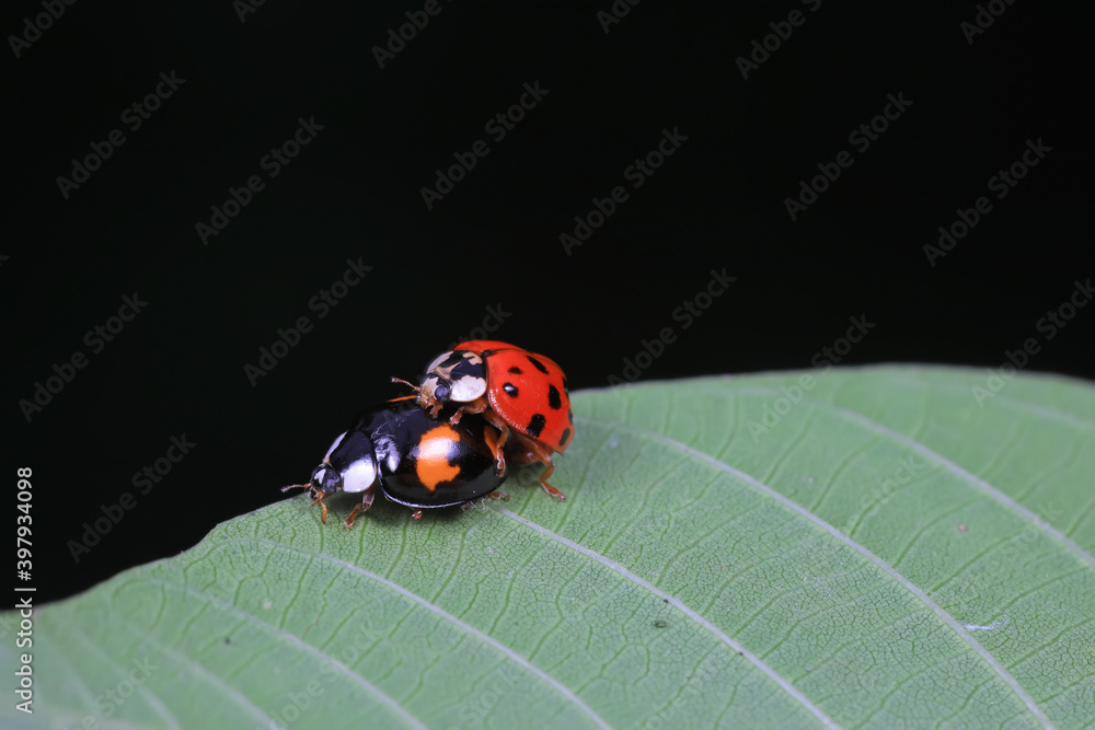 Ladybugs mate on weeds, North China Plain Ladybugs mate on weeds, North China Plain