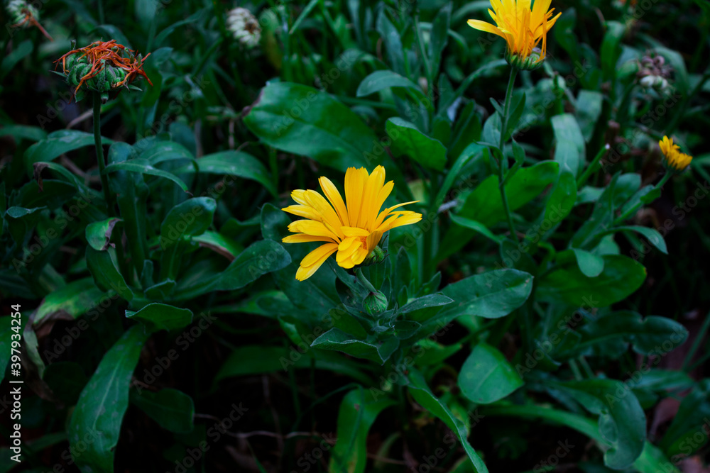 Fototapeta premium yellow flowers