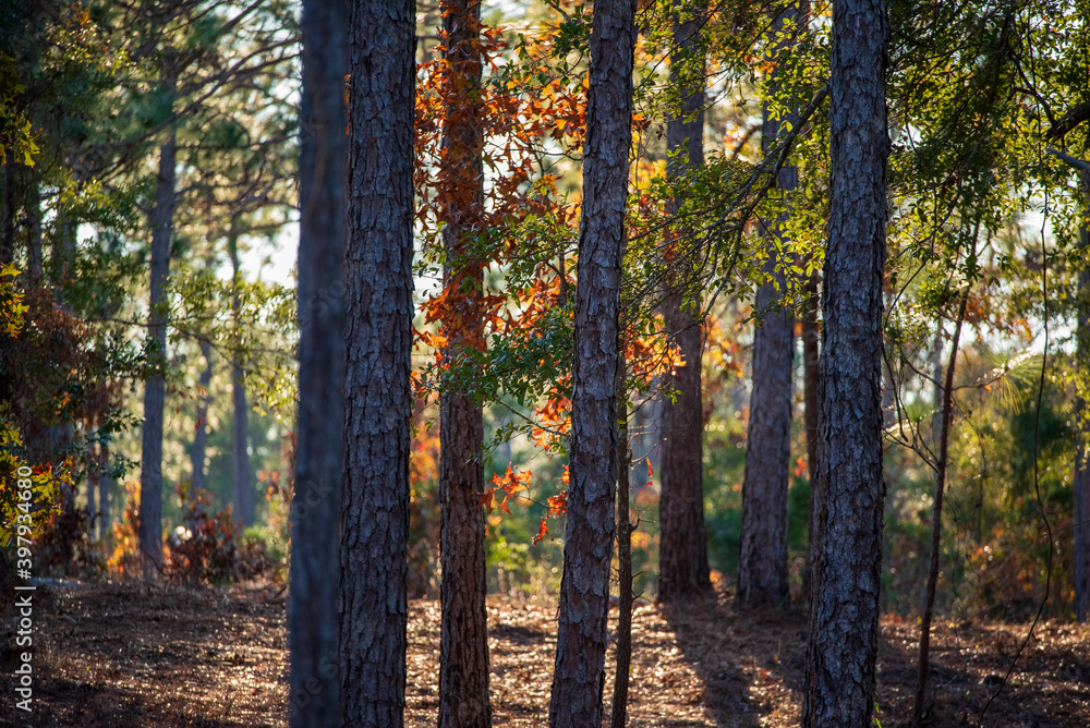 Fototapeta premium Fall Colors