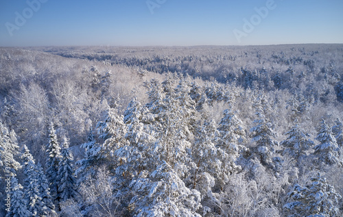 Aerial photo of forest under snow in winter season in Siberia.
