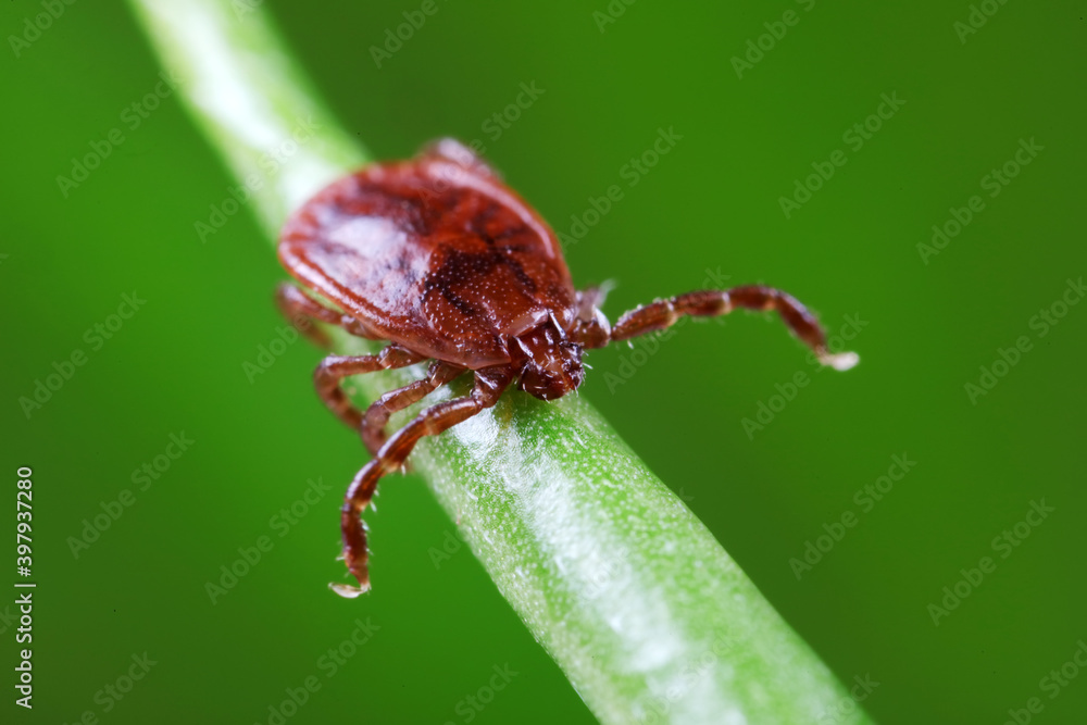 Ticks live on wild plants in the North China Plain Ticks live on wild plants in the North China Plain