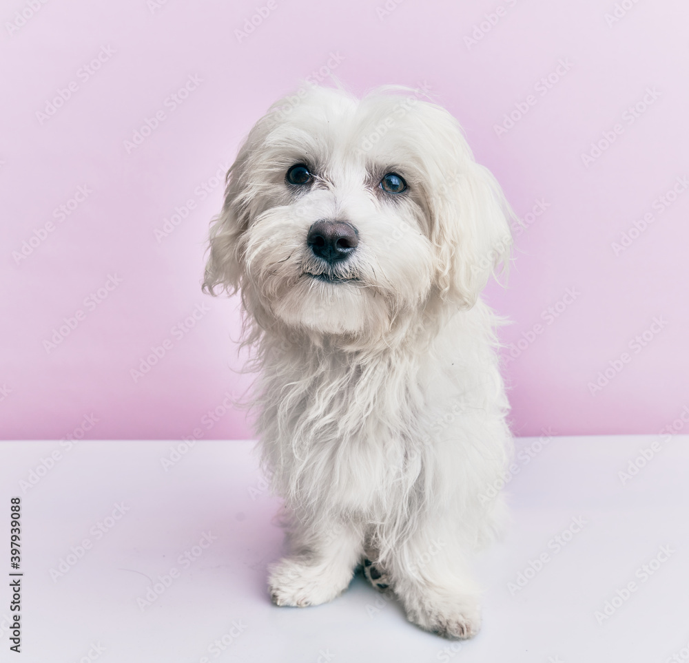 Adorable dog over isolated pink background. Adorable dog over isolated pink background.