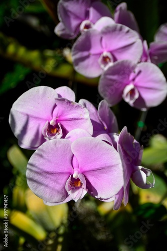 Pink phalaenopsis or Moth dendrobium Orchid flower