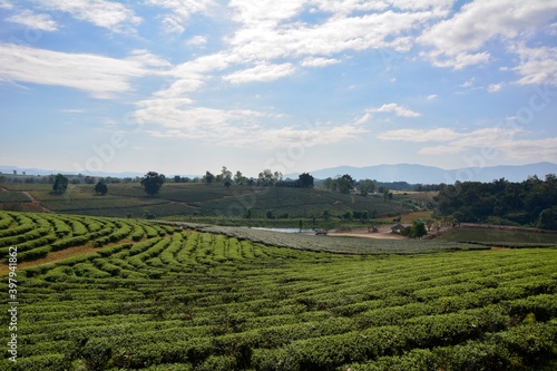 Fototapeta Naklejka Na Ścianę i Meble -  Amazing landscape view of tea plantation in sunset/sunrise time.