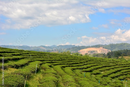 Amazing landscape view of tea plantation in sunset/sunrise time