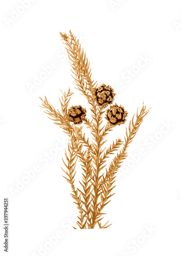 茶色に色づいた杉の葉と実